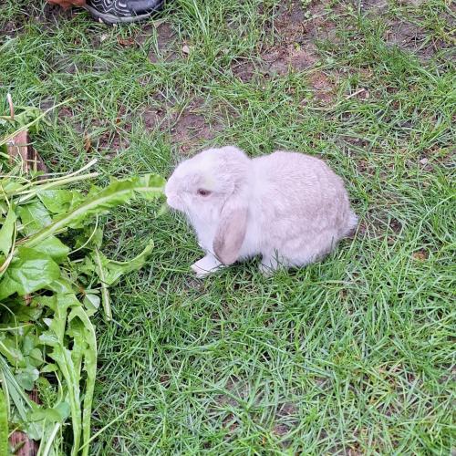 Hasen 