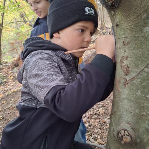 Wald