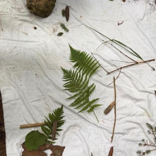 Wald