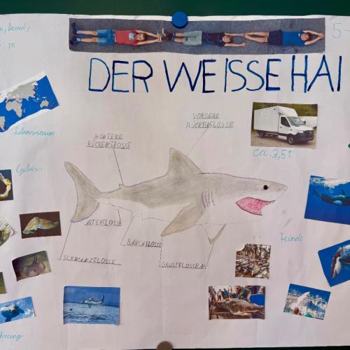 Weißer Hai 