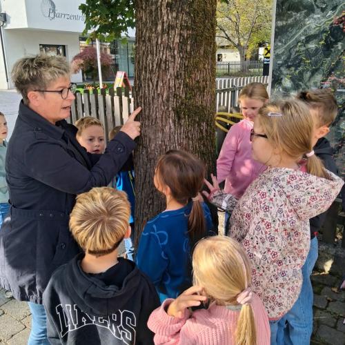 Blätter und Bäume 